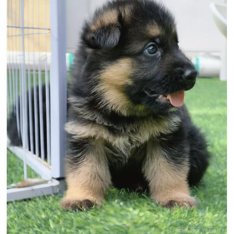 販売中の埼玉県のジャーマンシェパードドッグ-422818の5枚目