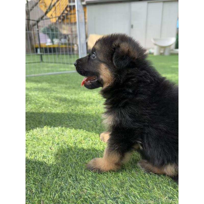 販売中の埼玉県のジャーマンシェパードドッグ-422818の4枚目