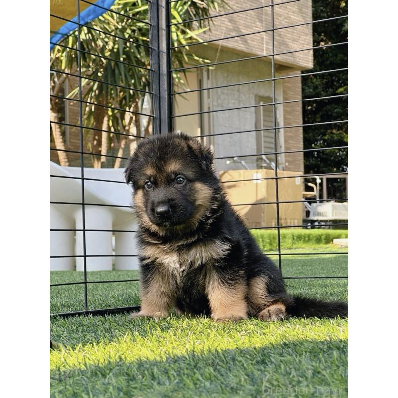 販売中の埼玉県のジャーマンシェパードドッグ-422818の3枚目