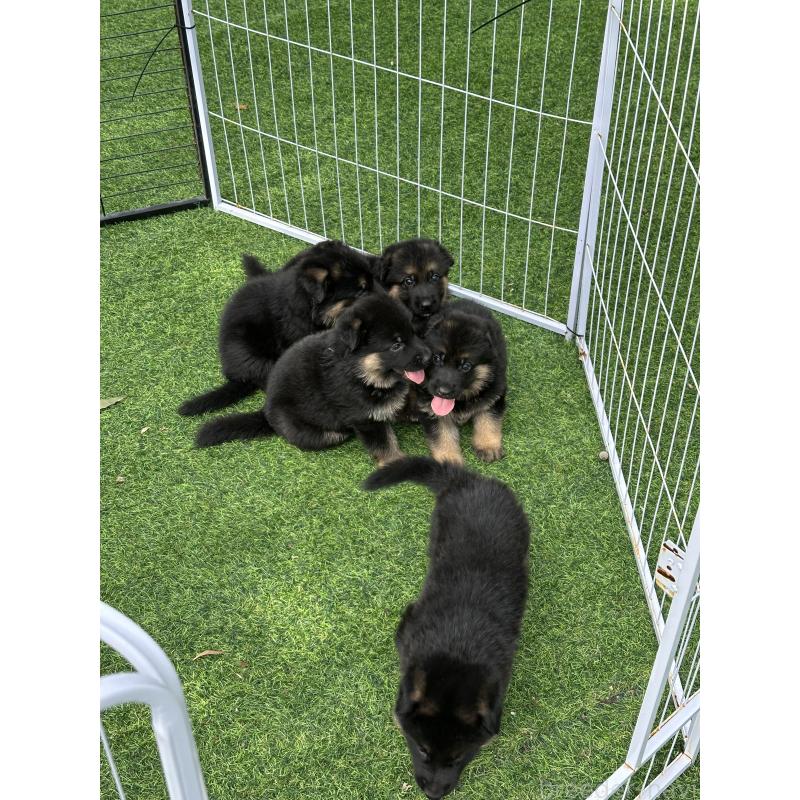 販売中の埼玉県のジャーマンシェパードドッグ-422818の2枚目