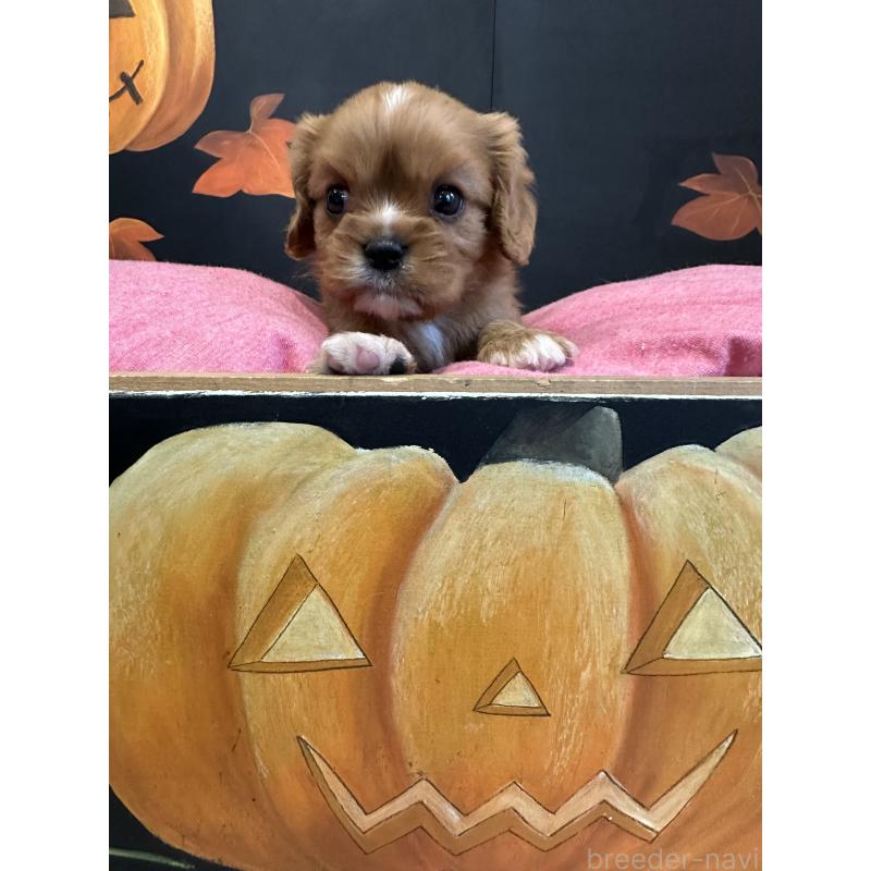 販売中の埼玉県のキャバリアキングチャールズスパニエル-422809の5枚目