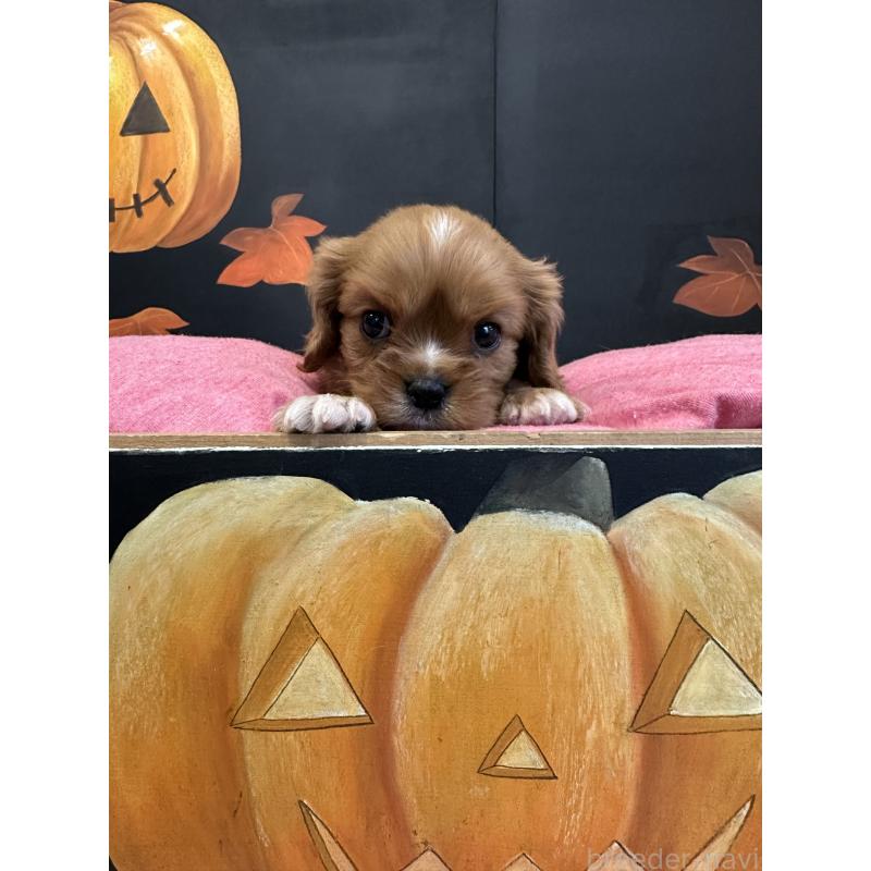 販売中の埼玉県のキャバリアキングチャールズスパニエル-422809の4枚目