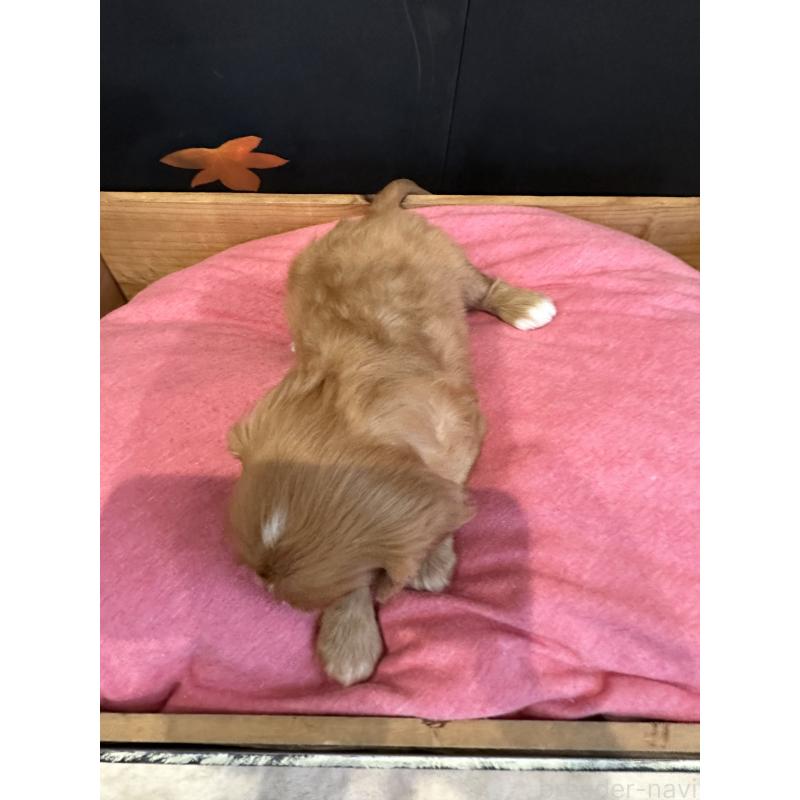 販売中の埼玉県のキャバリアキングチャールズスパニエル-422809の3枚目