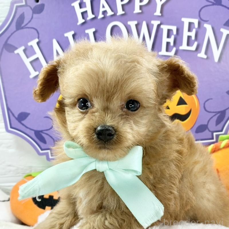 販売中の岐阜県のチワプー:チワワ×トイプードル-422808の1枚目