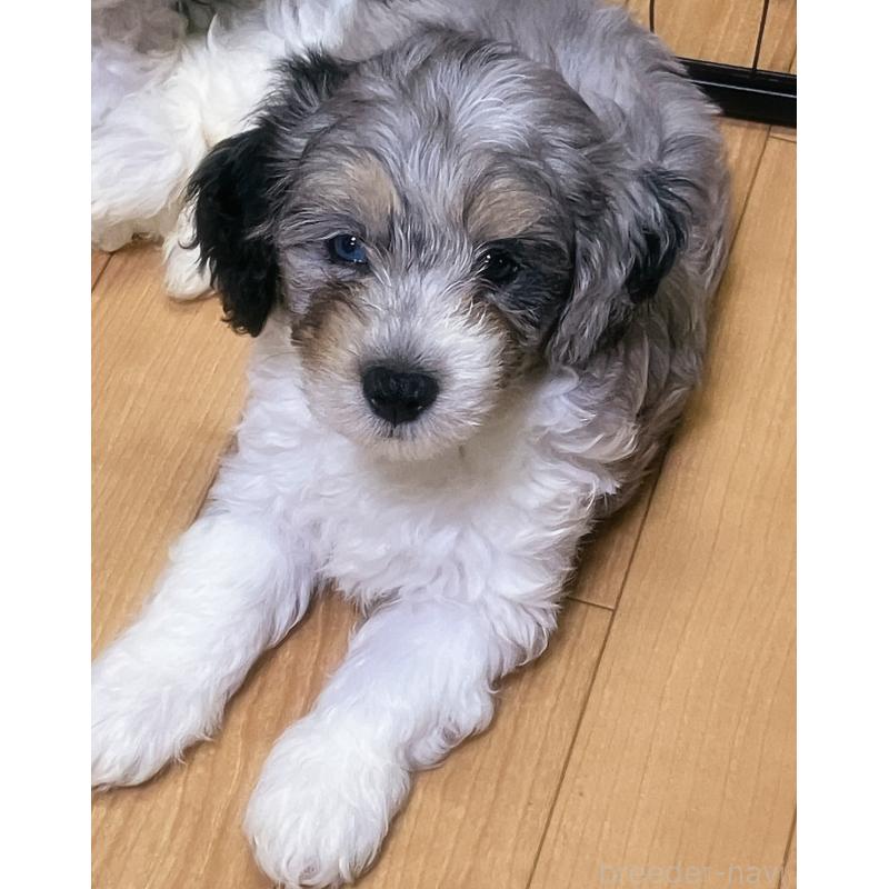 販売中の熊本県のバーニードゥードル:バーニーズ×スタンダードプードル-413446の4枚目