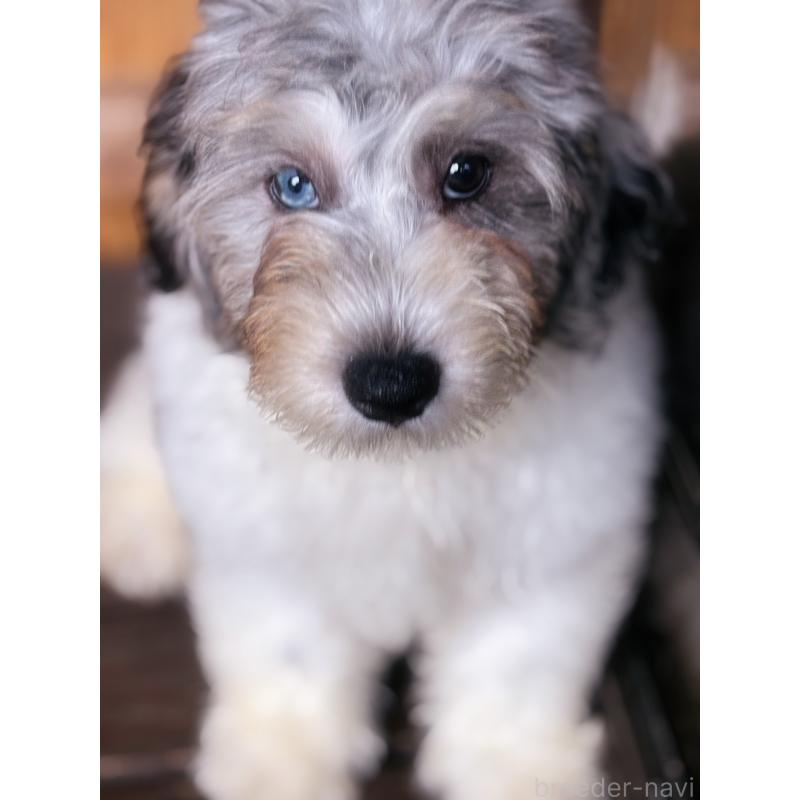 販売中の熊本県のバーニードゥードル:バーニーズ×スタンダードプードル-413446の3枚目