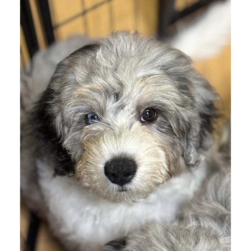 販売中の熊本県のバーニードゥードル:バーニーズ×スタンダードプードル-413446の2枚目