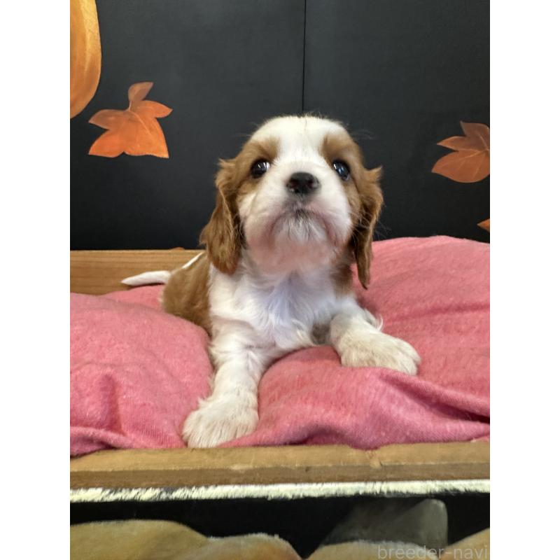 販売中の埼玉県のキャバリアキングチャールズスパニエル-422811の6枚目