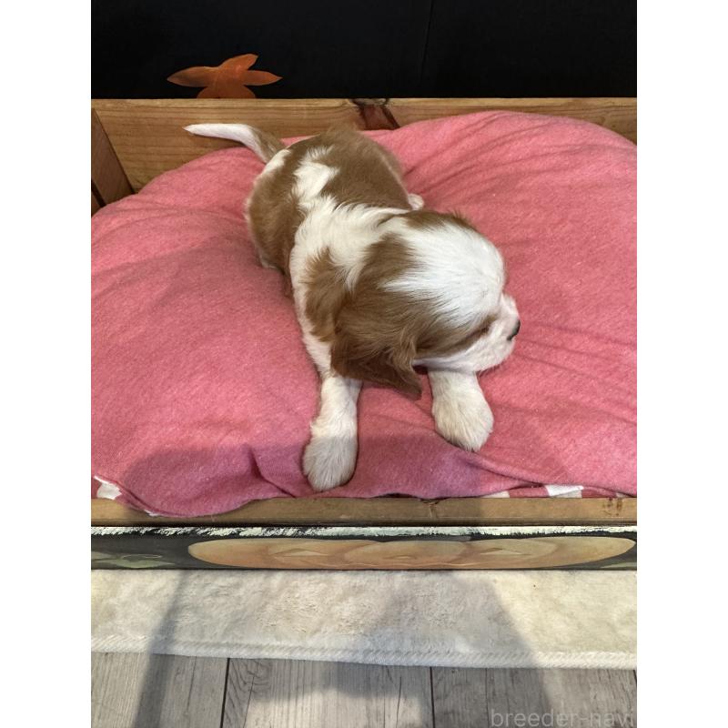 販売中の埼玉県のキャバリアキングチャールズスパニエル-422811の5枚目