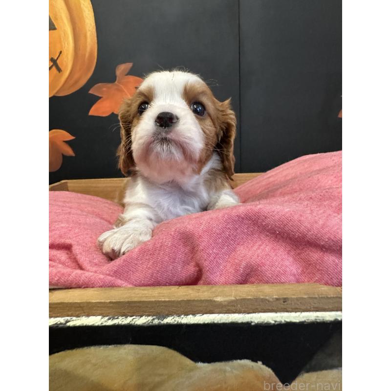 販売中の埼玉県のキャバリアキングチャールズスパニエル-422811の3枚目