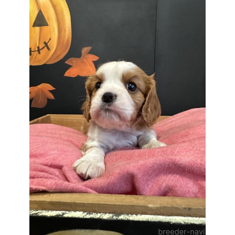 販売中の埼玉県のキャバリアキングチャールズスパニエル-422811の2枚目