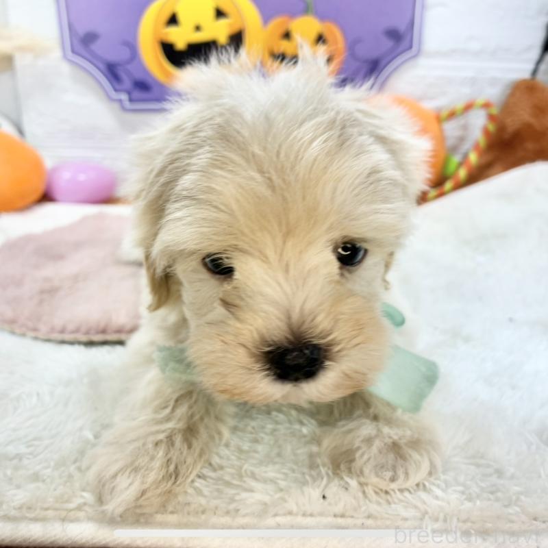 販売中の岐阜県のマルプー:マルチーズ×トイプードル-422812の2枚目