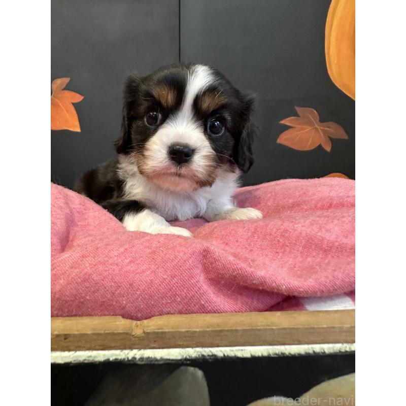 販売中の埼玉県のキャバリアキングチャールズスパニエル-422813の5枚目