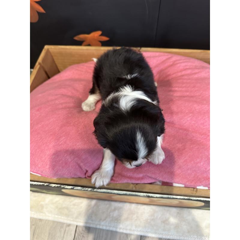 販売中の埼玉県のキャバリアキングチャールズスパニエル-422813の4枚目