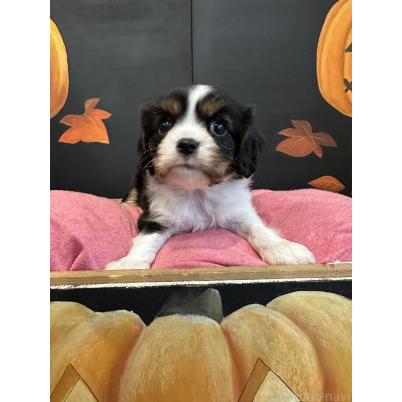 販売中の埼玉県のキャバリアキングチャールズスパニエル-422813の3枚目