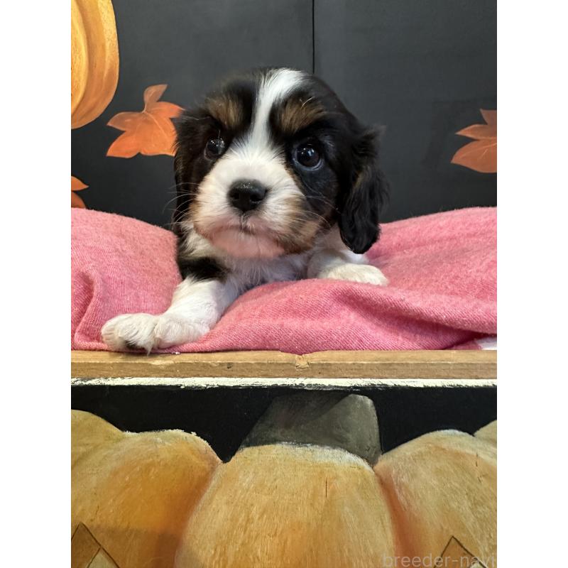 販売中の埼玉県のキャバリアキングチャールズスパニエル-422813の2枚目