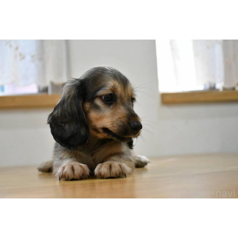 販売中の愛知県のミニチュアダックスフンド(ロングヘアード)-422814の3枚目