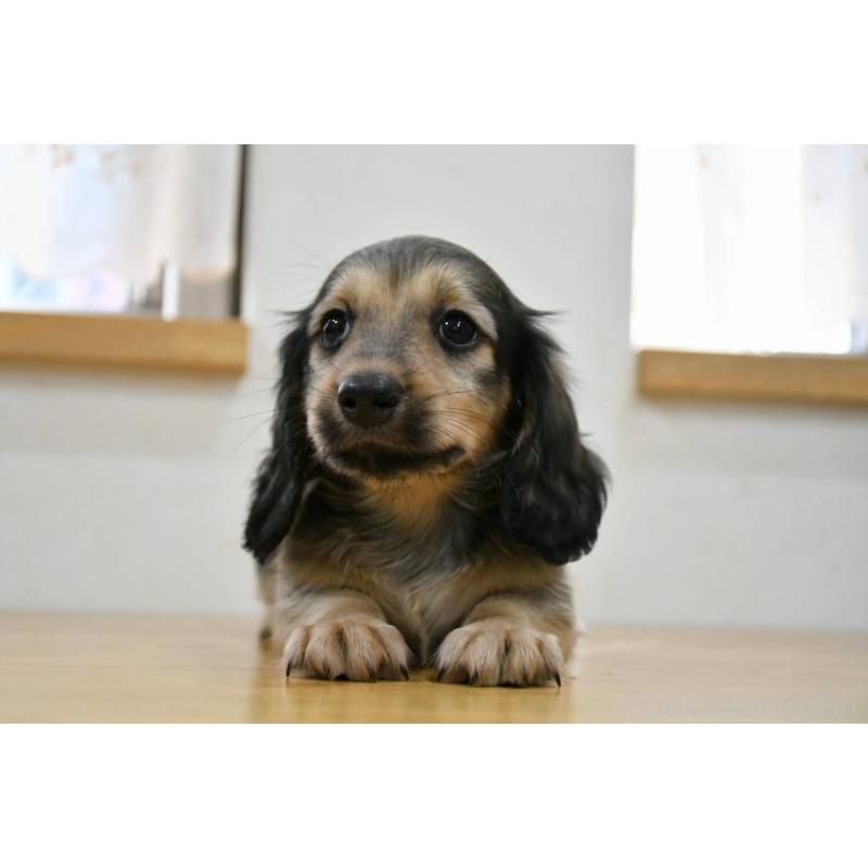 販売中の愛知県のミニチュアダックスフンド(ロングヘアード)-422814の2枚目