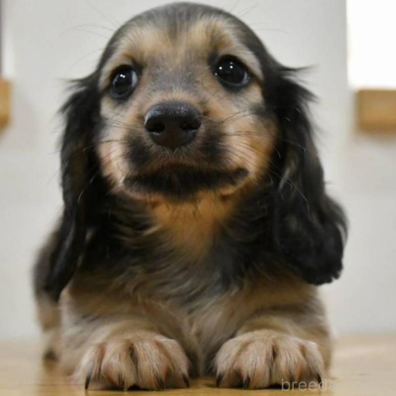 販売中の愛知県のミニチュアダックスフンド(ロングヘアード)-422814の1枚目