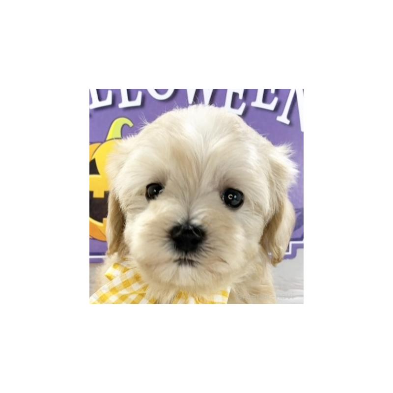 販売中の岐阜県のマルプー:マルチーズ×トイプードル-422815