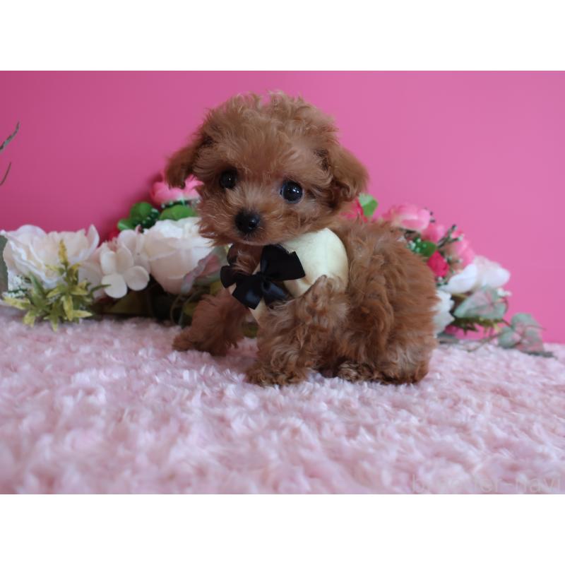 成約済の鹿児島県のティーカッププードル-419490の2枚目