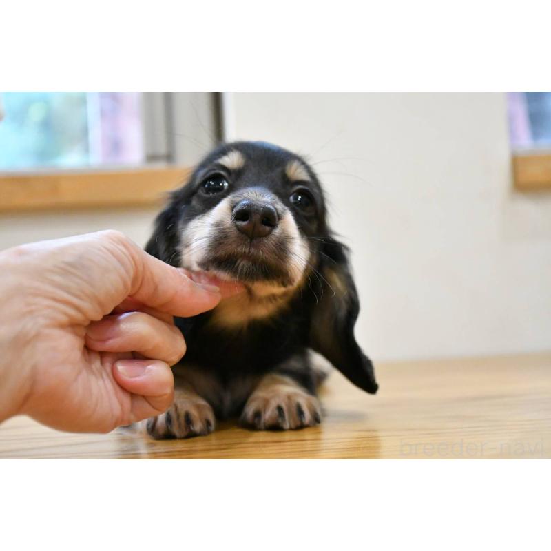 販売中の愛知県のミニチュアダックスフンド(ロングヘアード)-422816の4枚目