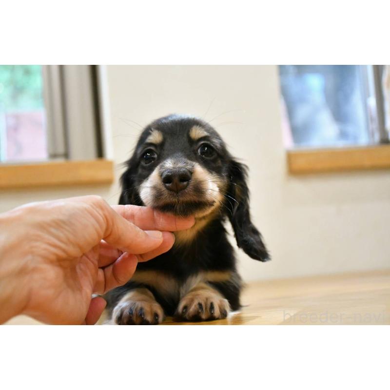 販売中の愛知県のミニチュアダックスフンド(ロングヘアード)-422816の3枚目