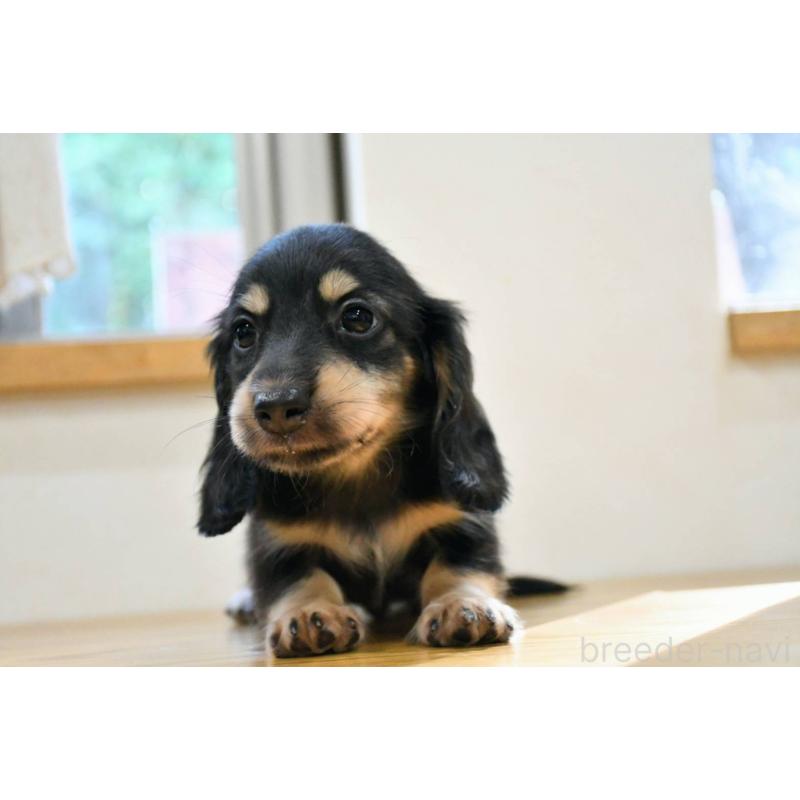 販売中の愛知県のミニチュアダックスフンド(ロングヘアード)-422816の2枚目