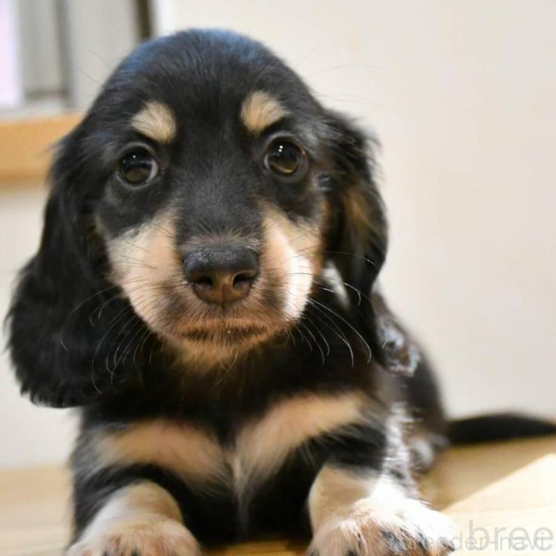 販売中の愛知県のミニチュアダックスフンド(ロングヘアード)-422816