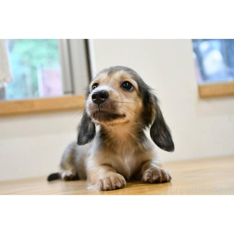 販売中の愛知県のミニチュアダックスフンド(ロングヘアード)-422817の3枚目