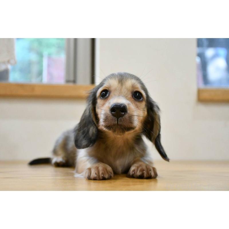 販売中の愛知県のミニチュアダックスフンド(ロングヘアード)-422817の2枚目