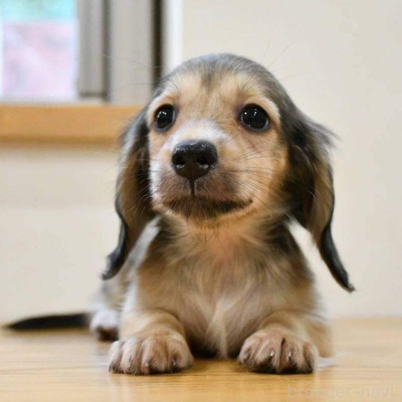 販売中の愛知県のミニチュアダックスフンド(ロングヘアード)-422817