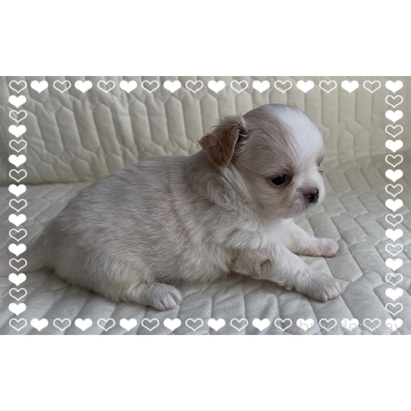 販売中の東京都のチワワ(ロングコート)-422819の4枚目