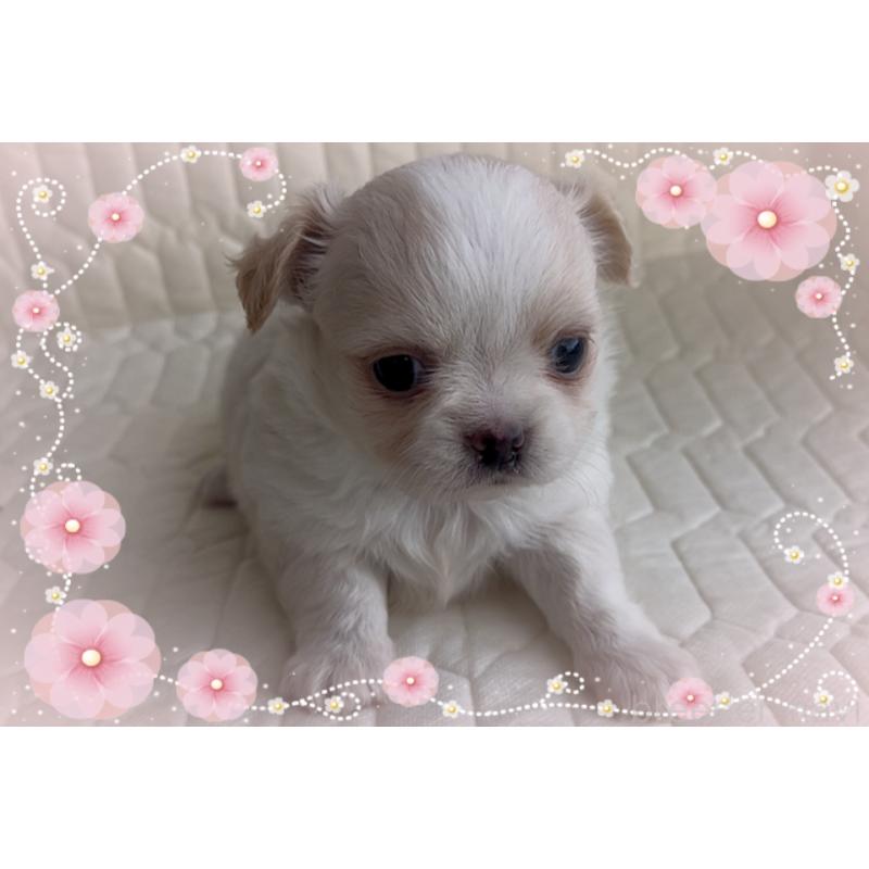 販売中の東京都のチワワ(ロングコート)-422819の3枚目