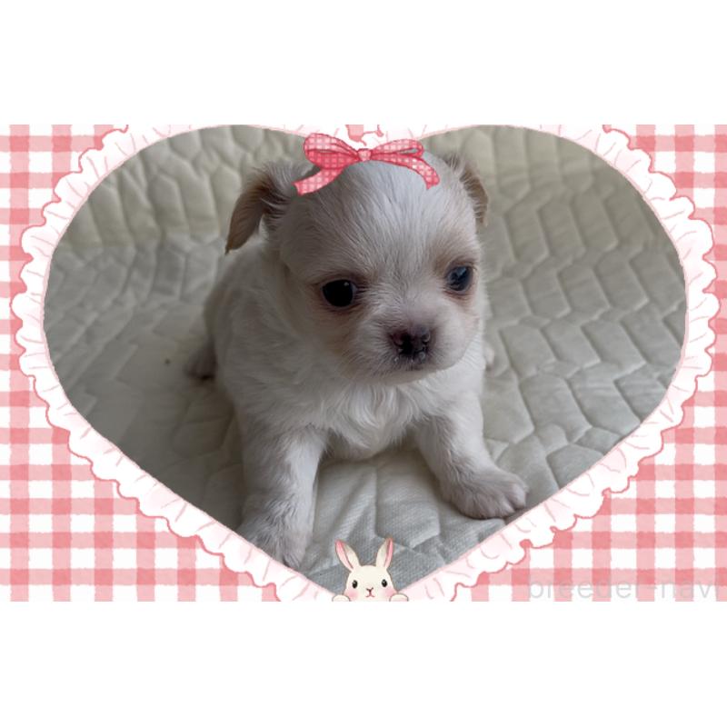 販売中の東京都のチワワ(ロングコート)-422819の2枚目