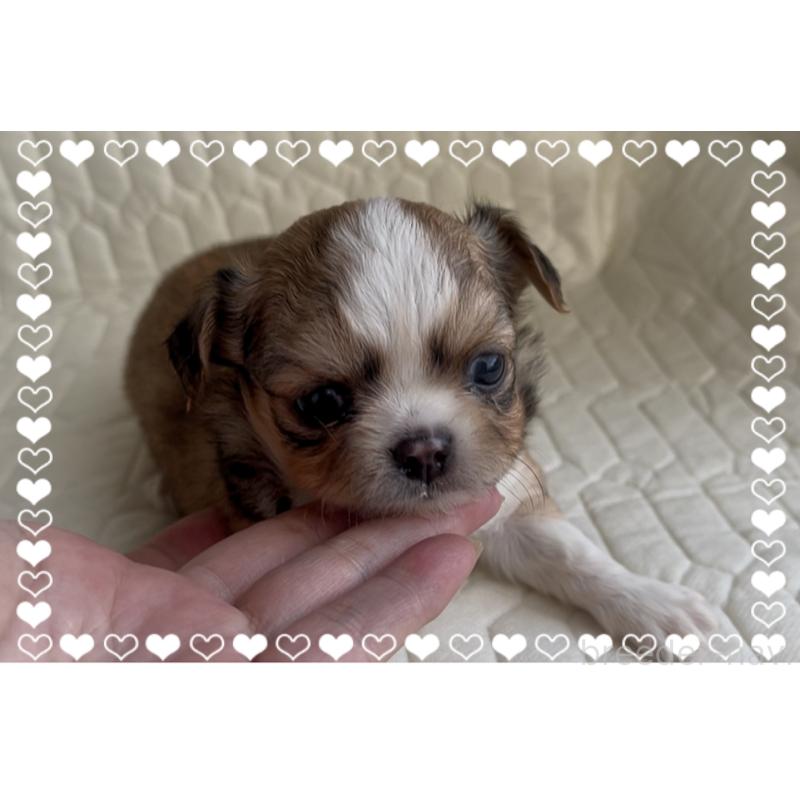 販売中の東京都のチワワ(ロングコート)-422820の3枚目