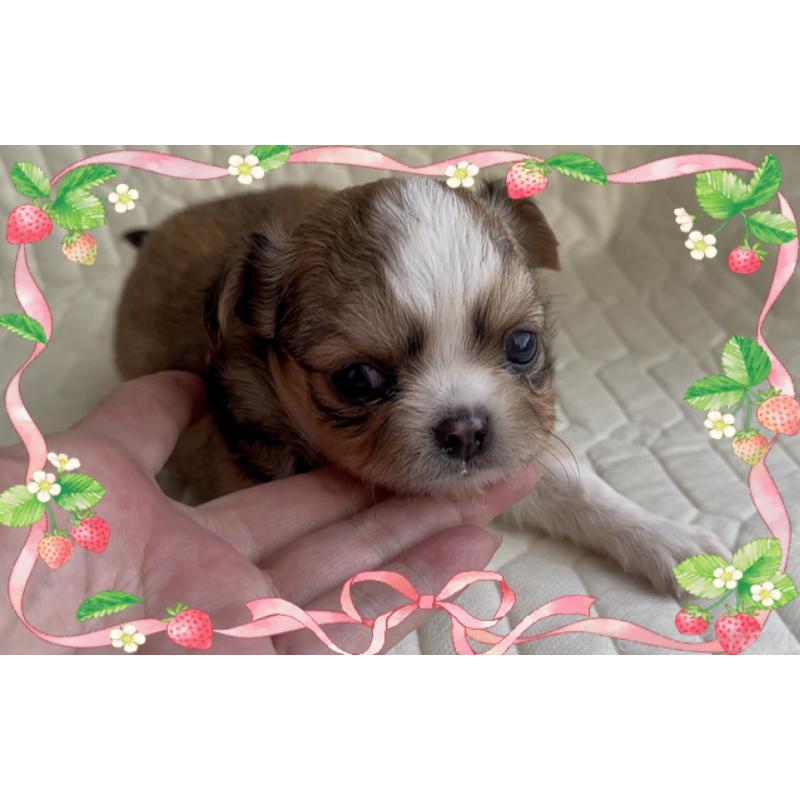 販売中の東京都のチワワ(ロングコート)-422820の2枚目