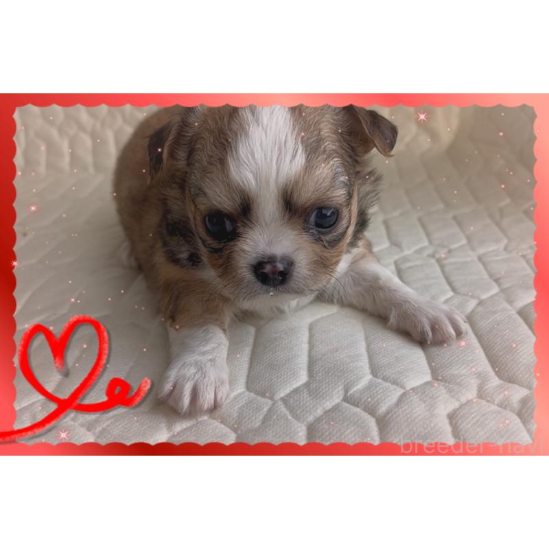 販売中の東京都のチワワ(ロングコート)-422820の1枚目