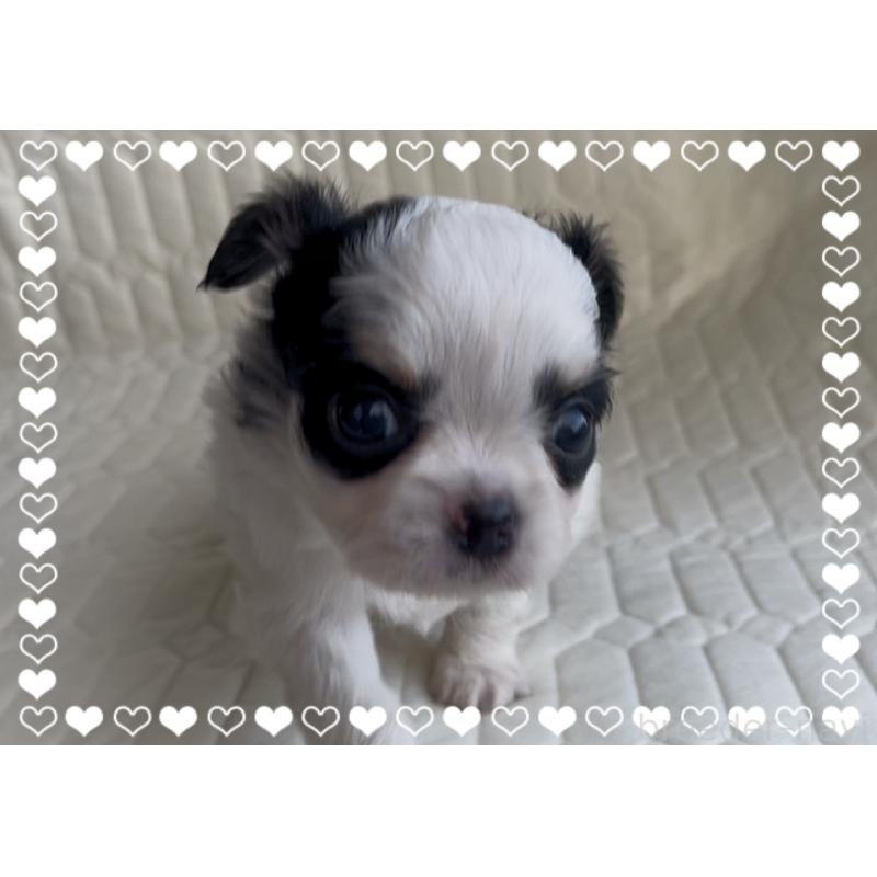 販売中の東京都のチワワ(ロングコート)-422821の4枚目