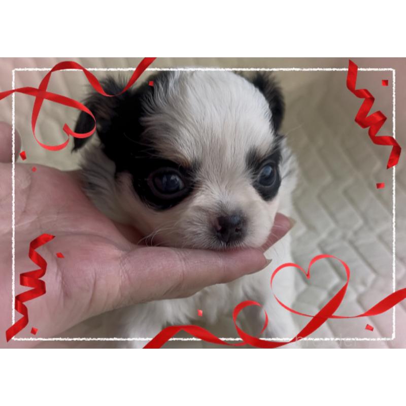 販売中の東京都のチワワ(ロングコート)-422821の3枚目