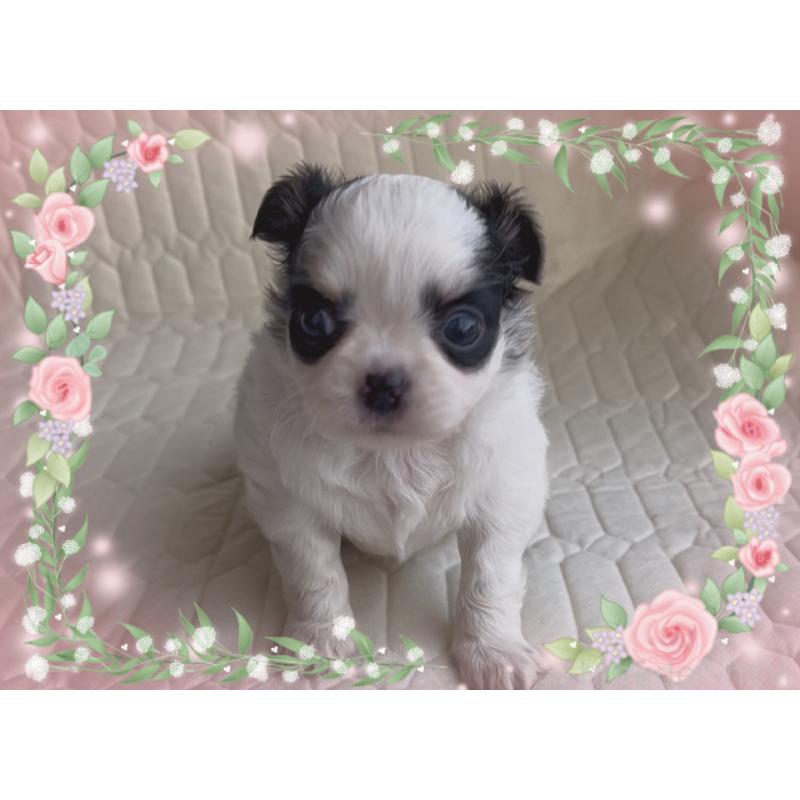 販売中の東京都のチワワ(ロングコート)-422821の2枚目