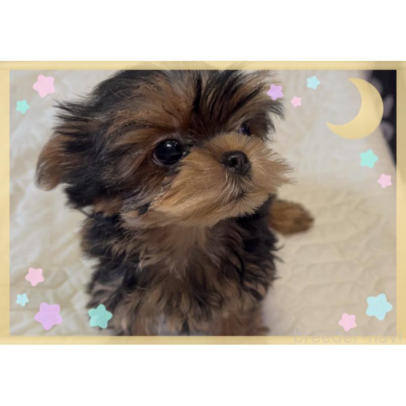 販売中の東京都のヨークシャーテリア-420177