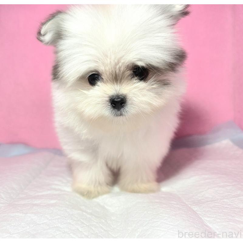 商談中の静岡県のポメマル:ポメラニアン×マルチーズ-421006