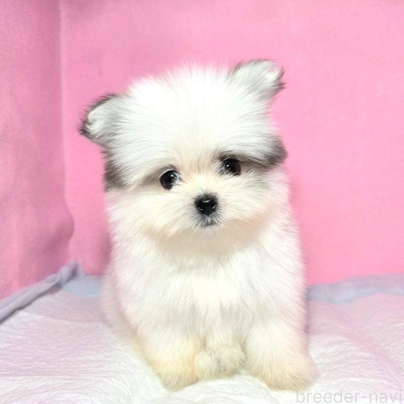 成約済の静岡県のポメマル:ポメラニアン×マルチーズ-421006の19枚目