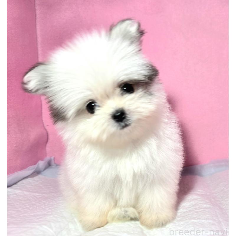 成約済の静岡県のポメマル:ポメラニアン×マルチーズ-421006の18枚目