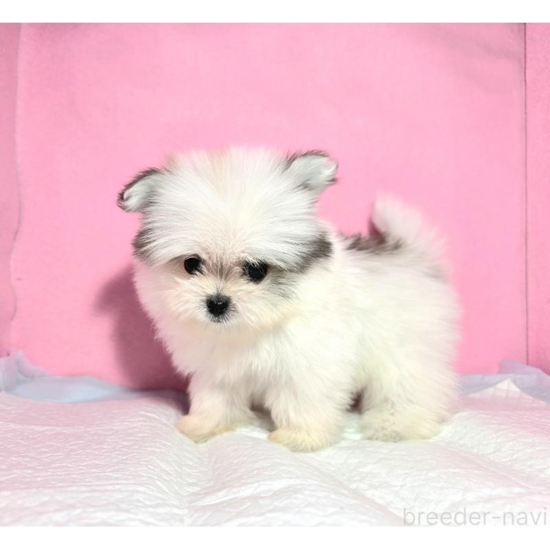 成約済の静岡県のポメマル:ポメラニアン×マルチーズ-421006の17枚目
