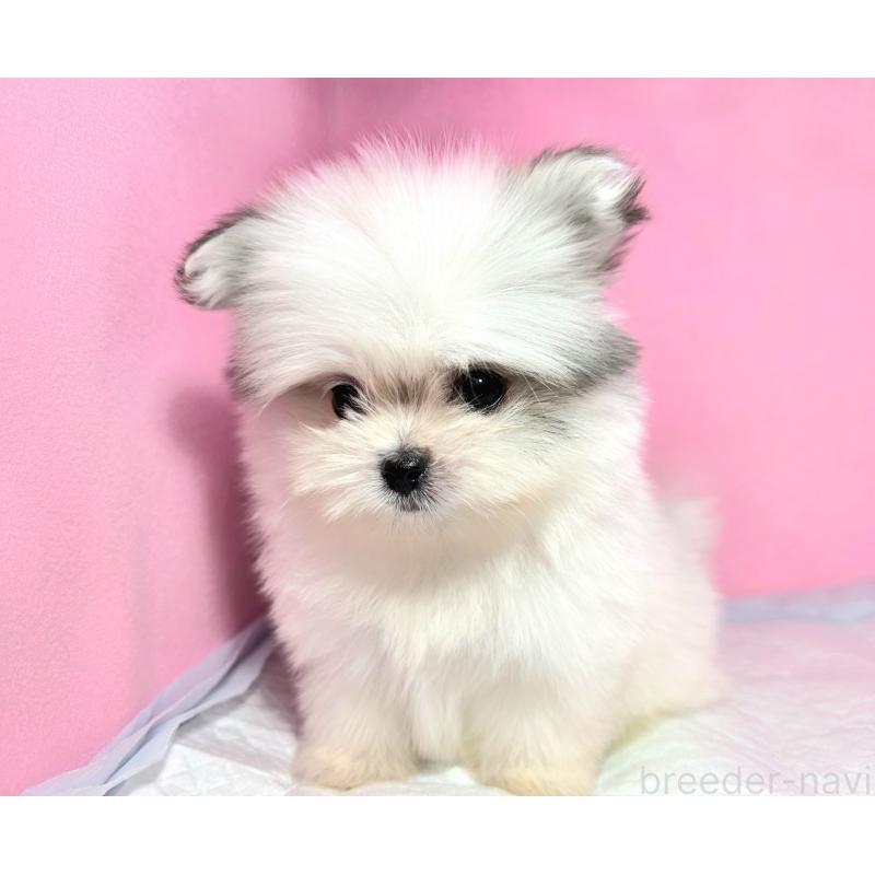 成約済の静岡県のポメマル:ポメラニアン×マルチーズ-421006の16枚目