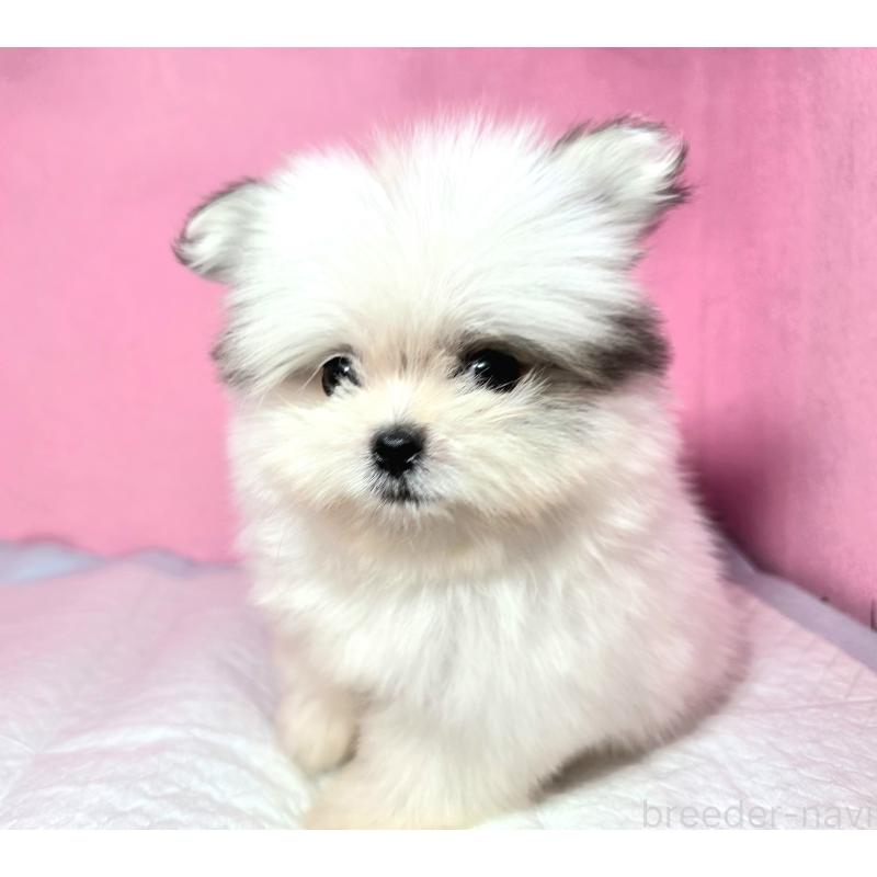 成約済の静岡県のポメマル:ポメラニアン×マルチーズ-421006の15枚目