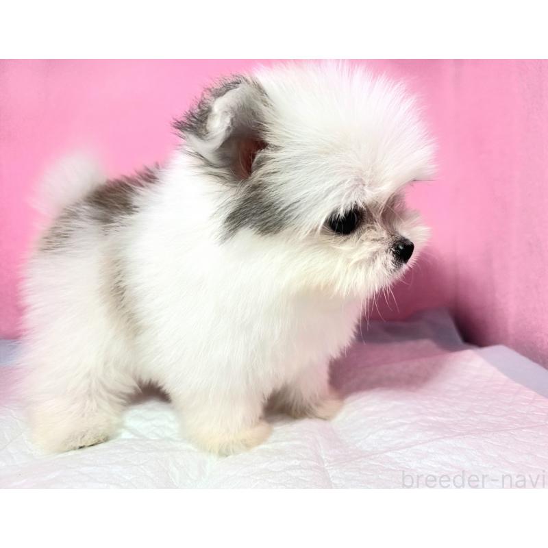 成約済の静岡県のポメマル:ポメラニアン×マルチーズ-421006の14枚目