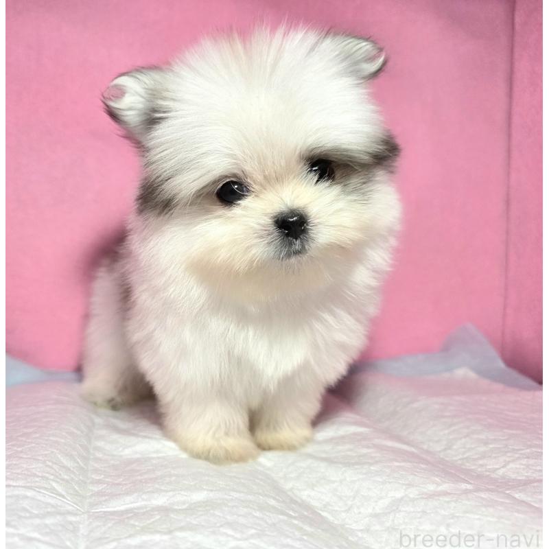 成約済の静岡県のポメマル:ポメラニアン×マルチーズ-421006の13枚目